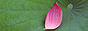 88x31 button: 4465 images medban