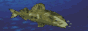 88x31 button: Academy pesca