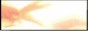 88x31 button: Blossom button fish