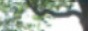 88x31 button: Blossom button tree