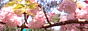 88x31 button: Bridge kbana01