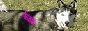 88x31 button: Bridge kbana02