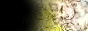 88x31 button: Flats webpage smbutton01
