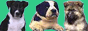 88x31 button: Prairie banbabbyby