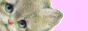banner6 88x31