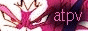 88x31 button: bulmachan angelsthrone