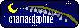 88x31 button: chamaedaphne