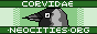 88x31 button: corvidae