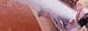 88x31 button: de geocities com zaridoo z3