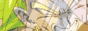 88x31 button: gohanrage1 broligraphical