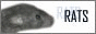 88x31 button: hamurane ratclique