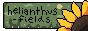 88x31 button: helianthus fields