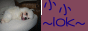 88x31 button: hk geocities com loksiu myqq