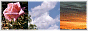 88x31 button: iafk rosesetc button2