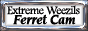 88x31 button: kourifanclub fertcambut2