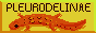 88x31 button: pleurodelinae 2