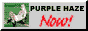 88x31 button: purpleb