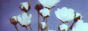 sillivis 3