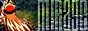88x31 button: suigin7 mlink2