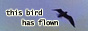 88x31 button: tigerlilyhobbit bird