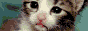 88x31 button: top100pet